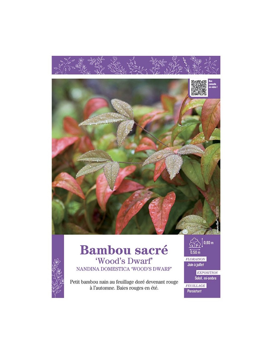 NANDINA DOMESTICA WOOD'S DWARF voir BAMBOU SACRÉ