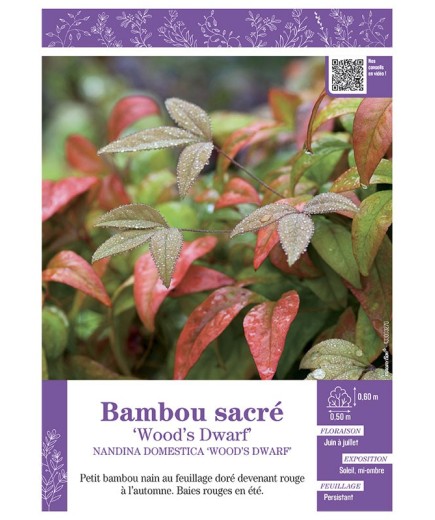 NANDINA DOMESTICA WOOD'S DWARF voir BAMBOU SACRÉ