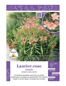NERIUM OLEANDER voir LAURIER-ROSE SIMPLE (abricot)