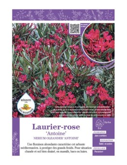 NERIUM OLEANDER ANTOINE voir LAURIER-ROSE