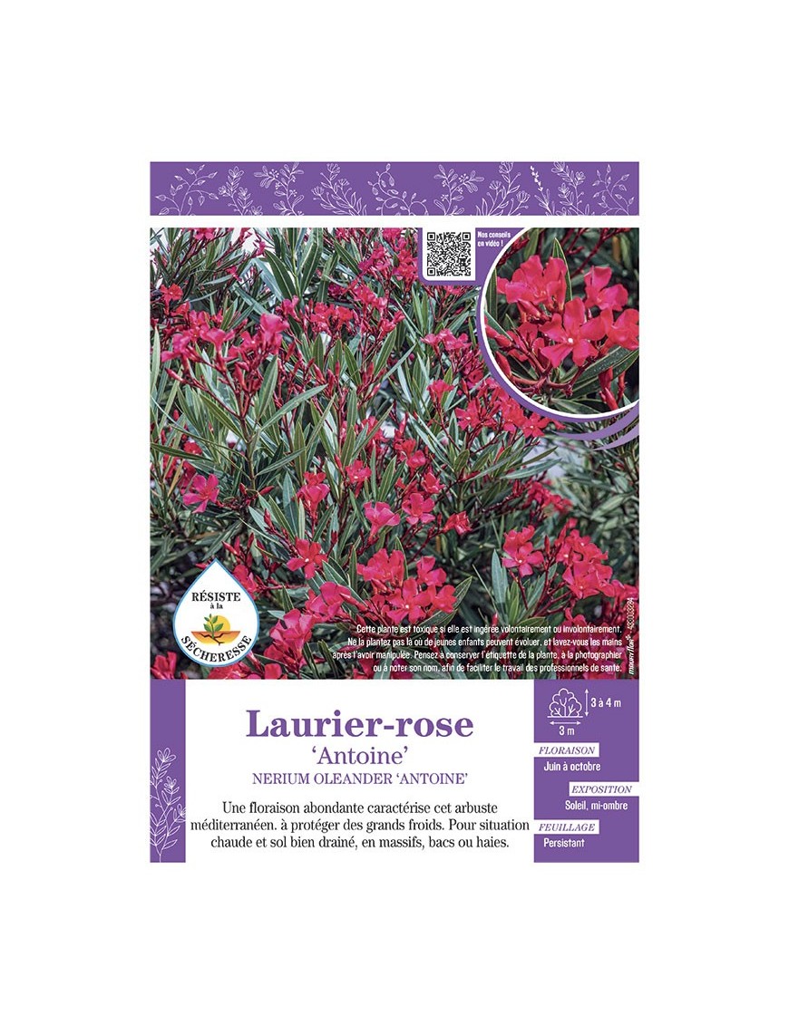 NERIUM OLEANDER ANTOINE voir LAURIER-ROSE