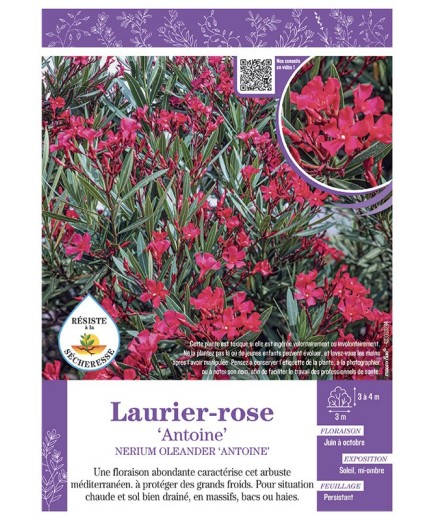 NERIUM OLEANDER ANTOINE voir LAURIER-ROSE