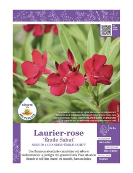 NERIUM OLEANDER EMILE SAHUT voir LAURIER-ROSE