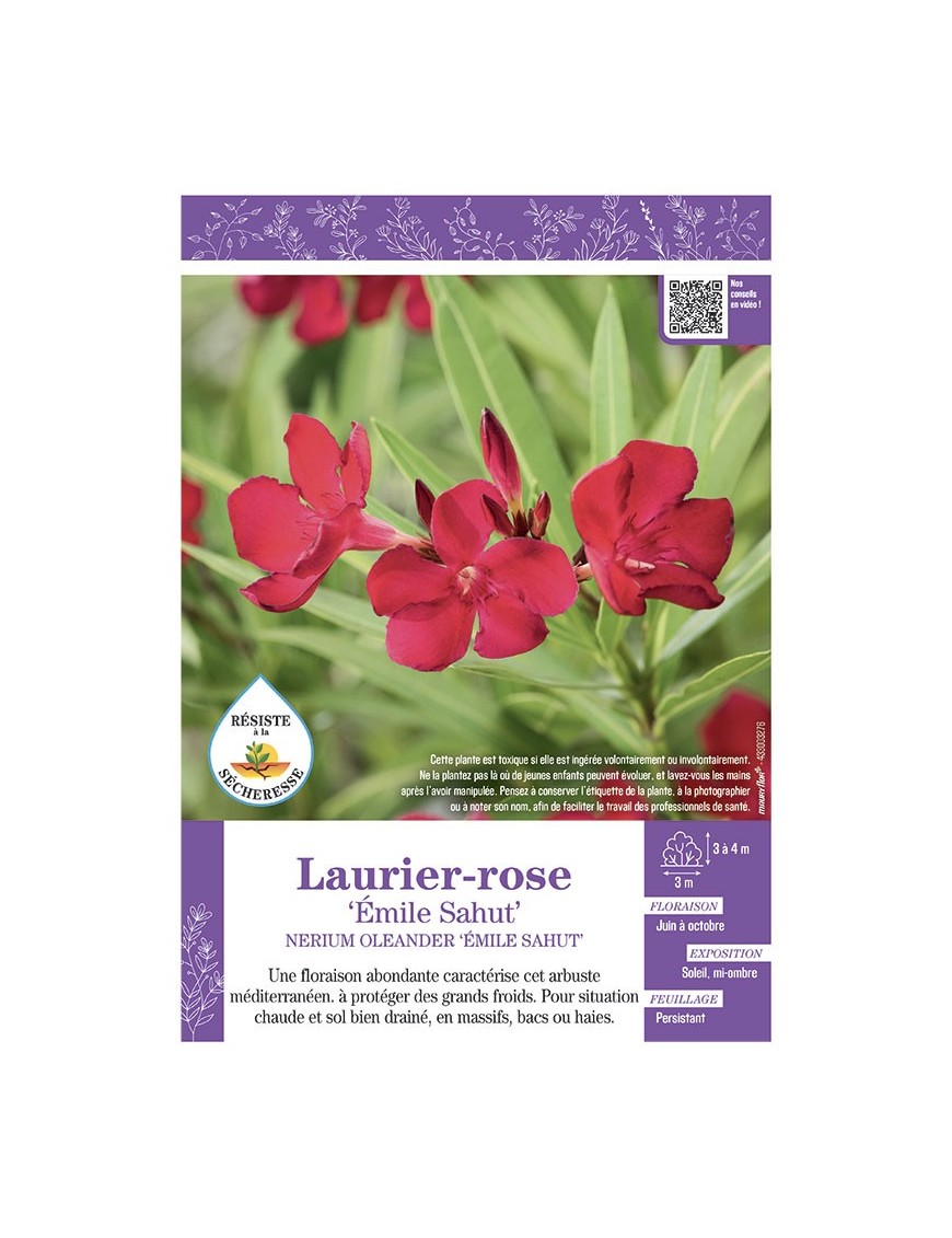 NERIUM OLEANDER EMILE SAHUT voir LAURIER-ROSE