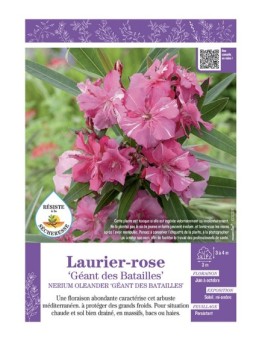 NERIUM OLEANDER GEANT DES BATAILLES voir LAURIER-ROSE