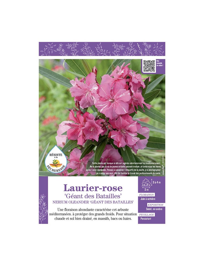 NERIUM OLEANDER GEANT DES BATAILLES voir LAURIER-ROSE