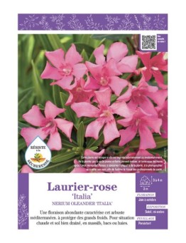 NERIUM OLEANDER ITALIA voir LAURIER-ROSE