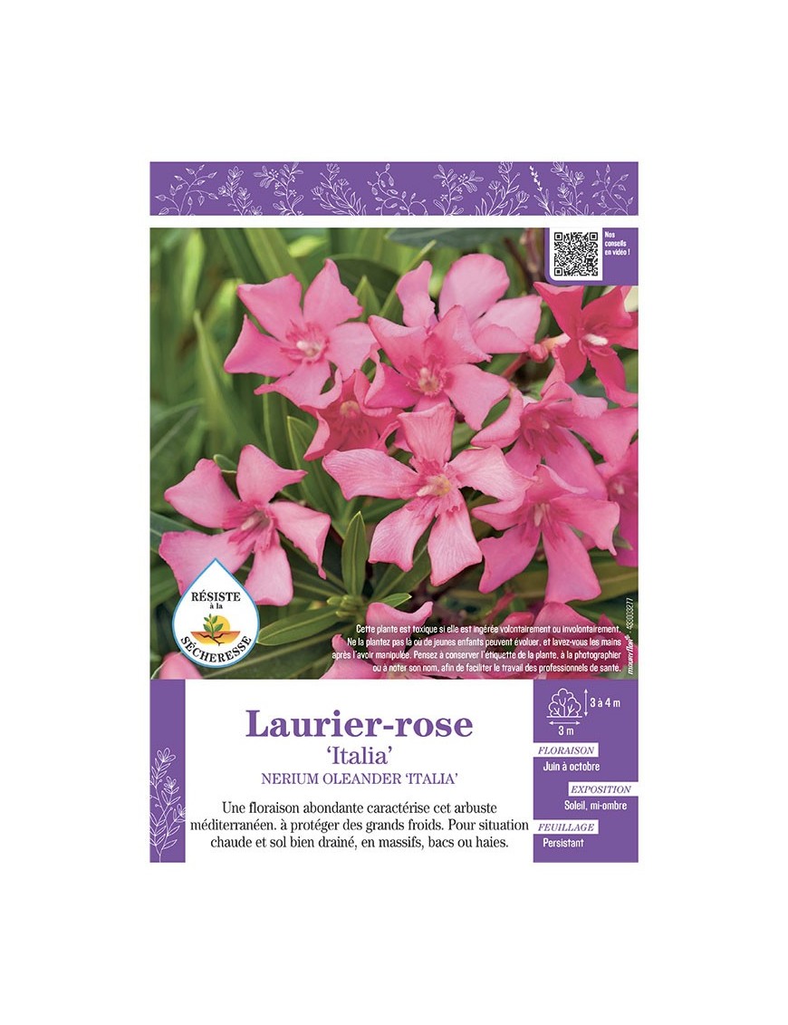 NERIUM OLEANDER ITALIA voir LAURIER-ROSE