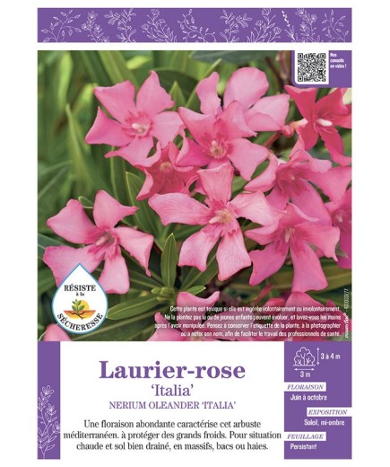 NERIUM OLEANDER ITALIA voir LAURIER-ROSE