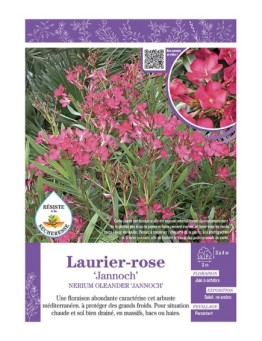 NERIUM OLEANDER JANNOCH voir LAURIER-ROSE