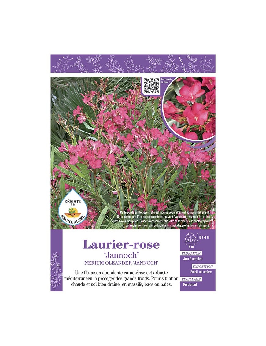 NERIUM OLEANDER JANNOCH voir LAURIER-ROSE