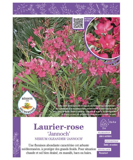 NERIUM OLEANDER JANNOCH voir LAURIER-ROSE
