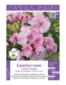 NERIUM OLEANDER LOUIS POUGET voir LAURIER-ROSE