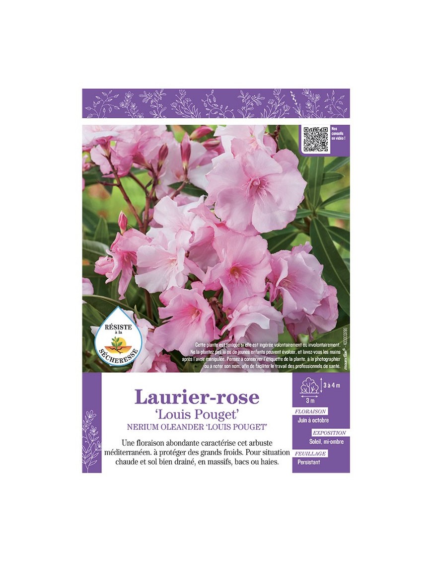 NERIUM OLEANDER LOUIS POUGET voir LAURIER-ROSE