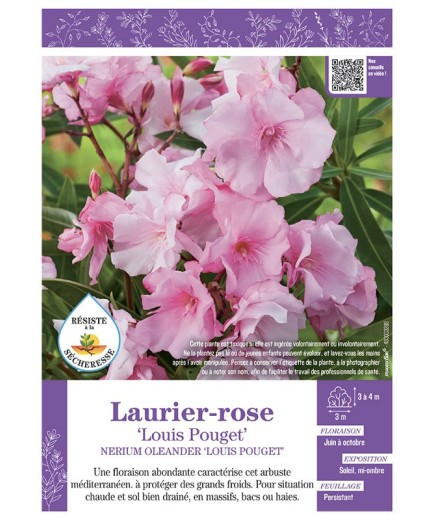 NERIUM OLEANDER LOUIS POUGET voir LAURIER-ROSE