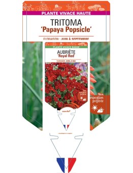 KNIPHOFIA Papaya Popsicle voir Tritoma