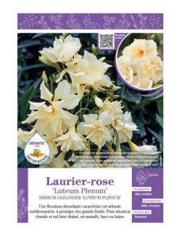 NERIUM OLEANDER LUTEUM PLENUM voir LAURIER-ROSE