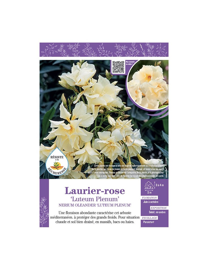 NERIUM OLEANDER LUTEUM PLENUM voir LAURIER-ROSE