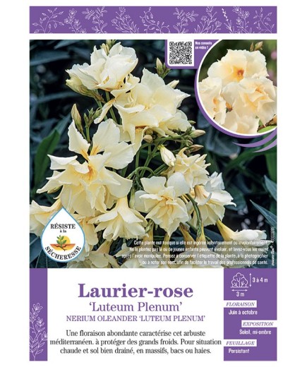 NERIUM OLEANDER LUTEUM PLENUM voir LAURIER-ROSE