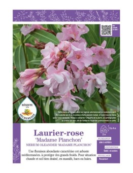 NERIUM OLEANDER MADAME PLANCHON voir LAURIER-ROSE