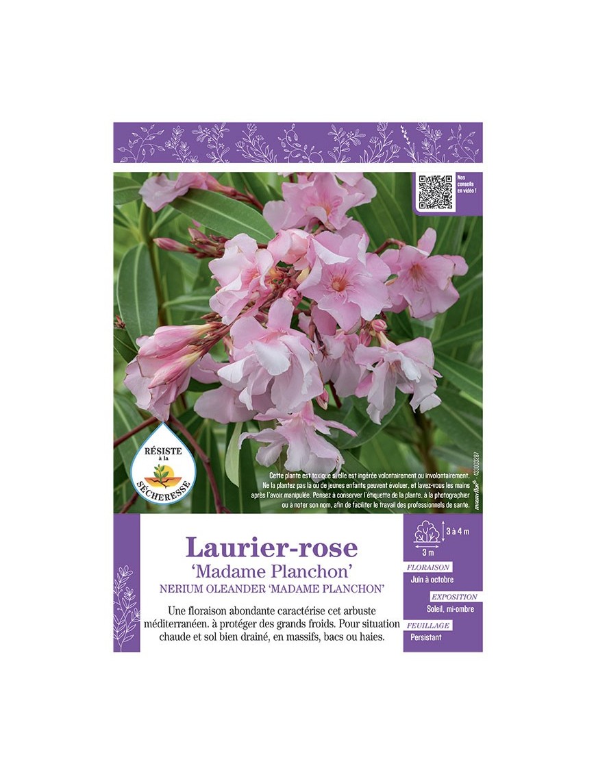 NERIUM OLEANDER MADAME PLANCHON voir LAURIER-ROSE