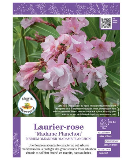 NERIUM OLEANDER MADAME PLANCHON voir LAURIER-ROSE