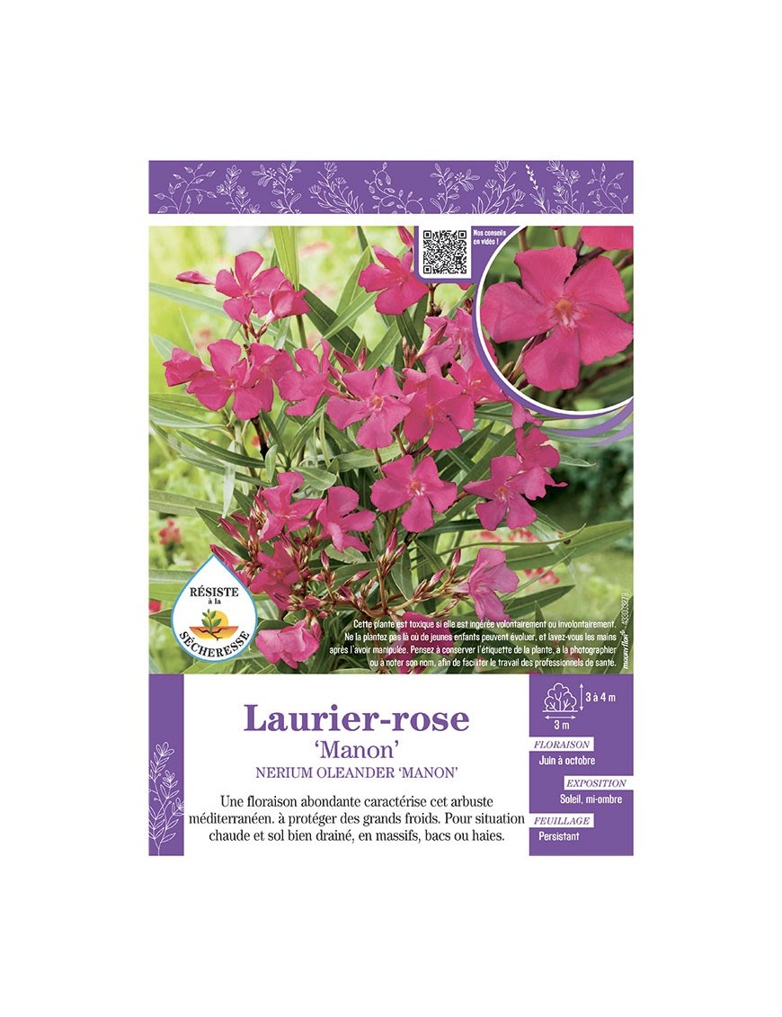 NERIUM OLEANDER MANON voir LAURIER-ROSE