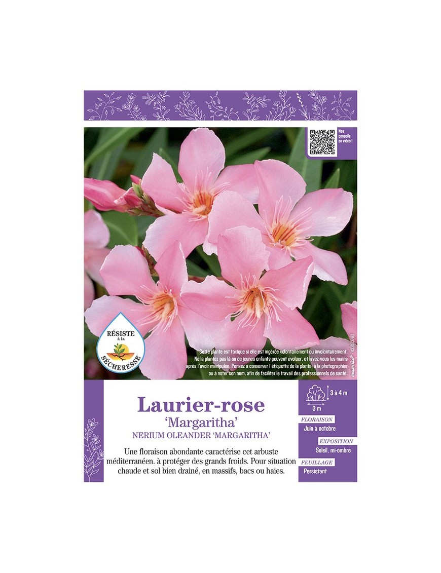 NERIUM OLEANDER MARGARITHA voir LAURIER-ROSE