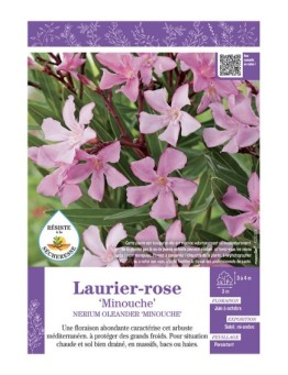 NERIUM OLEANDER MINOUCHE voir LAURIER-ROSE