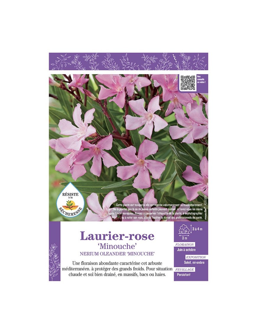 NERIUM OLEANDER MINOUCHE voir LAURIER-ROSE