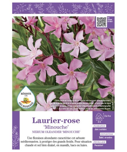 NERIUM OLEANDER MINOUCHE voir LAURIER-ROSE