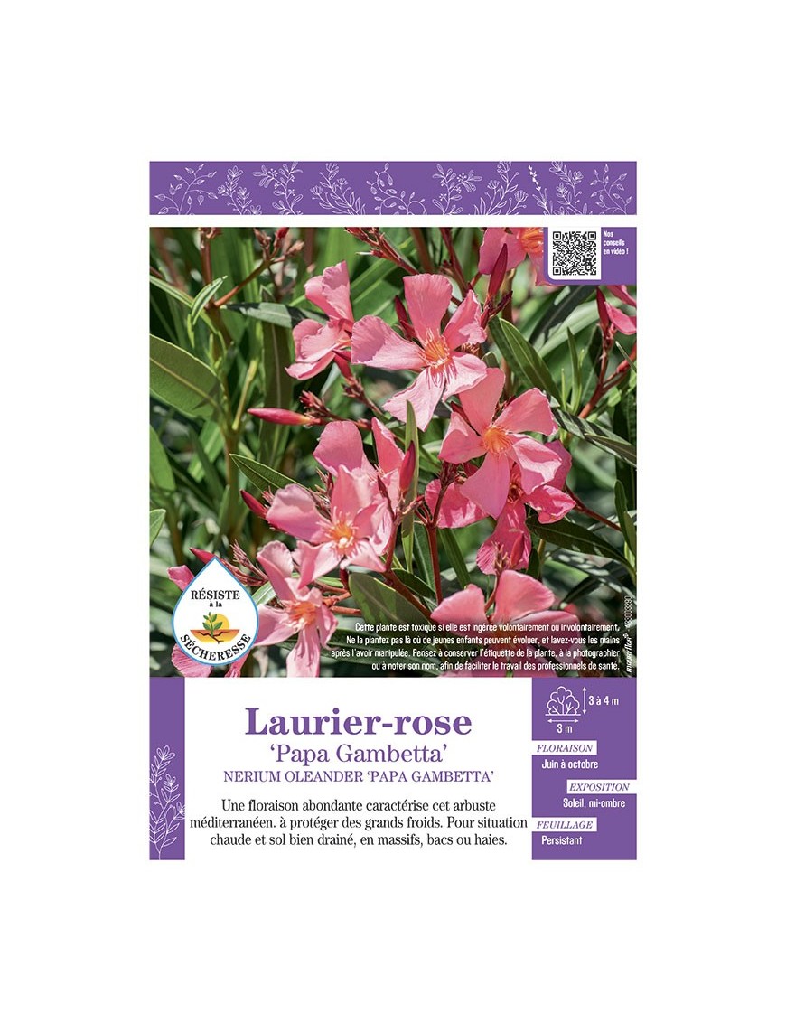 NERIUM OLEANDER PAPA GAMBETTA voir LAURIER-ROSE