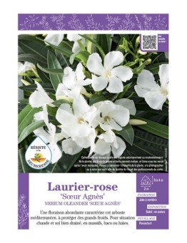 NERIUM OLEANDER SŒUR AGNES voir LAURIER-ROSE