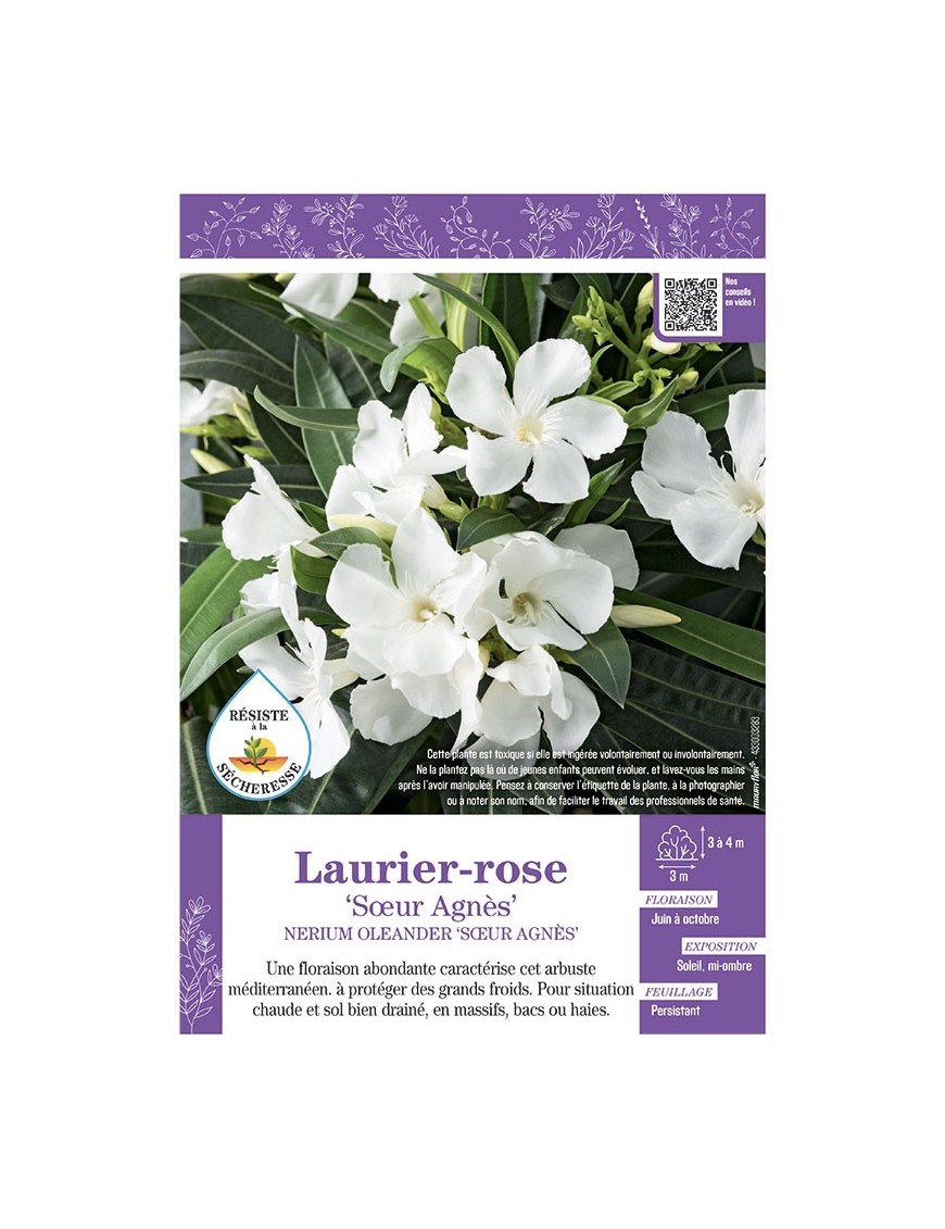 NERIUM OLEANDER SŒUR AGNES voir LAURIER-ROSE