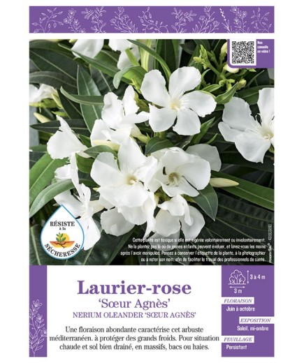 NERIUM OLEANDER SŒUR AGNES voir LAURIER-ROSE