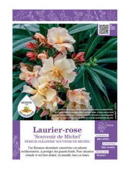 NERIUM OLEANDER SOUVENIR DE MICHEL voir LAURIER-ROSE