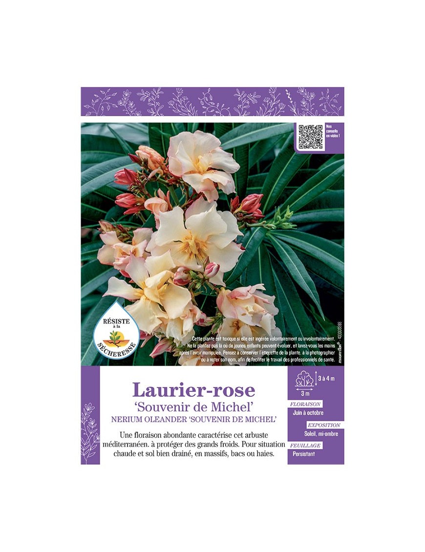 NERIUM OLEANDER SOUVENIR DE MICHEL voir LAURIER-ROSE