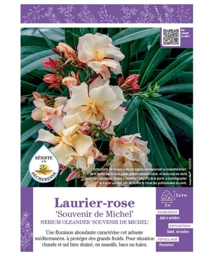 NERIUM OLEANDER SOUVENIR DE MICHEL voir LAURIER-ROSE