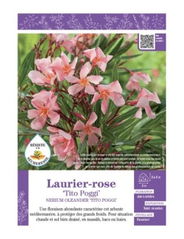 NERIUM OLEANDER TITO POGGI voir LAURIER-ROSE