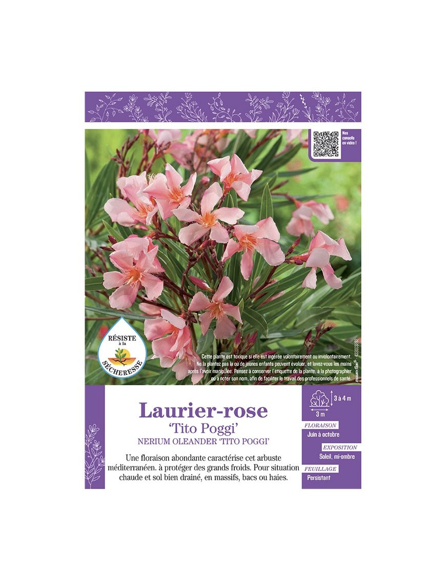 NERIUM OLEANDER TITO POGGI voir LAURIER-ROSE