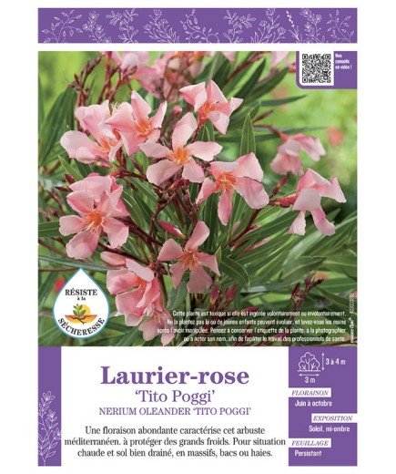 NERIUM OLEANDER TITO POGGI voir LAURIER-ROSE