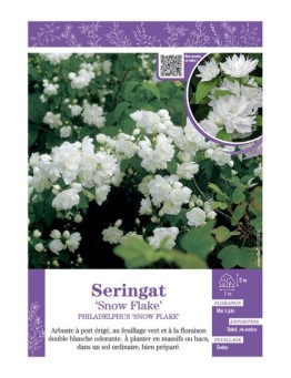 PHILADELPHUS SNOW FLAKE voir SERINGAT