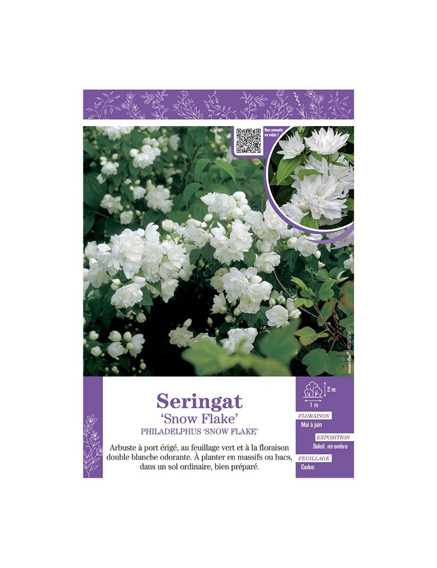 PHILADELPHUS SNOW FLAKE voir SERINGAT