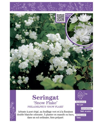 PHILADELPHUS SNOW FLAKE voir SERINGAT
