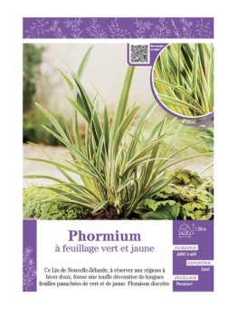 PHORMIUM (Lin de Nouvelle-Zélande) à FEUILLAGE VERT ET JAUNE