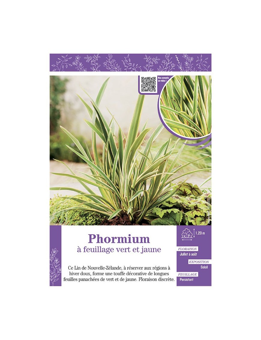 PHORMIUM (Lin de Nouvelle-Zélande) à FEUILLAGE VERT ET JAUNE