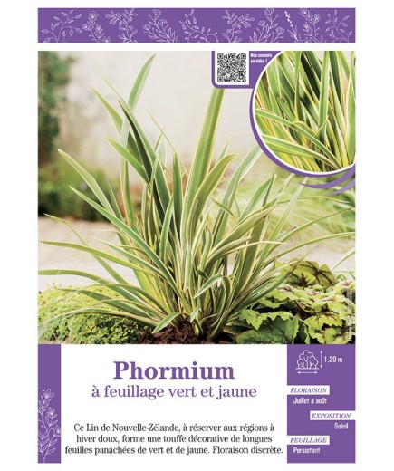 PHORMIUM (Lin de Nouvelle-Zélande) à FEUILLAGE VERT ET JAUNE