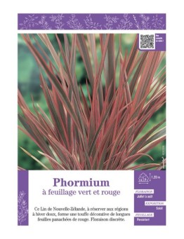 PHORMIUM (Lin de Nouvelle-Zélande) à FEUILLAGE VERT ET ROUGE