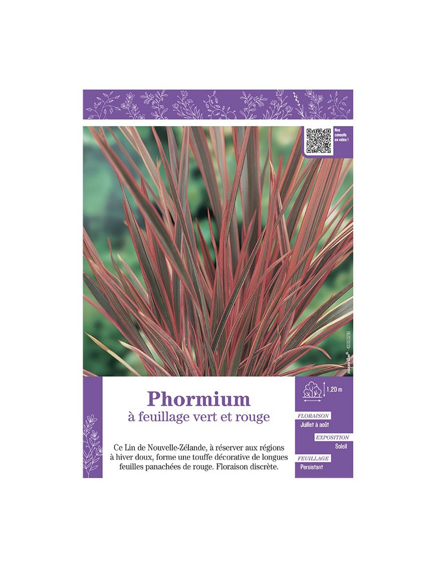PHORMIUM (Lin de Nouvelle-Zélande) à FEUILLAGE VERT ET ROUGE