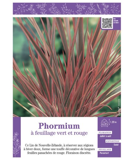 PHORMIUM (Lin de Nouvelle-Zélande) à FEUILLAGE VERT ET ROUGE